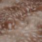 Preview: Fellimitat Rehkitz Fur Tierdruck braun beige